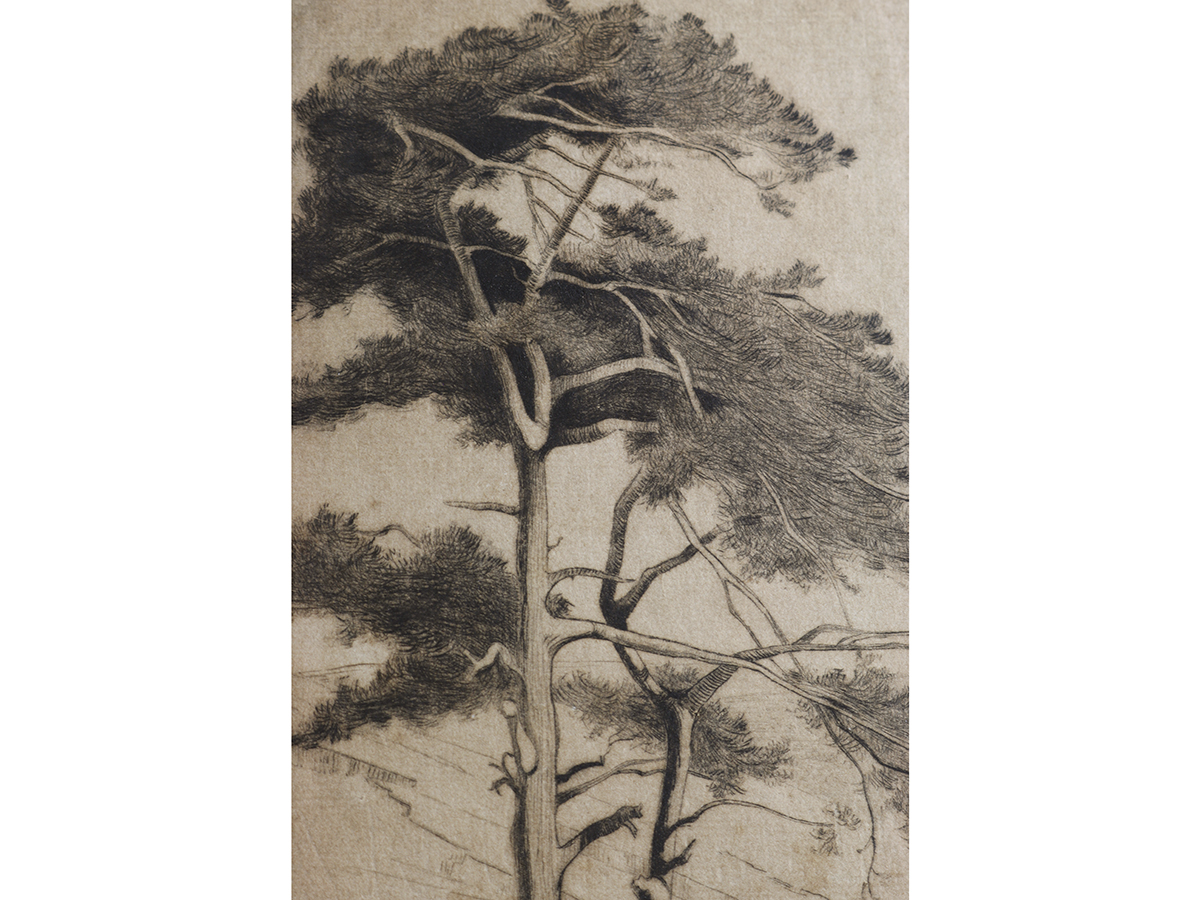 Violet H Tucker, Scottish Artist, Tall Trees Etching