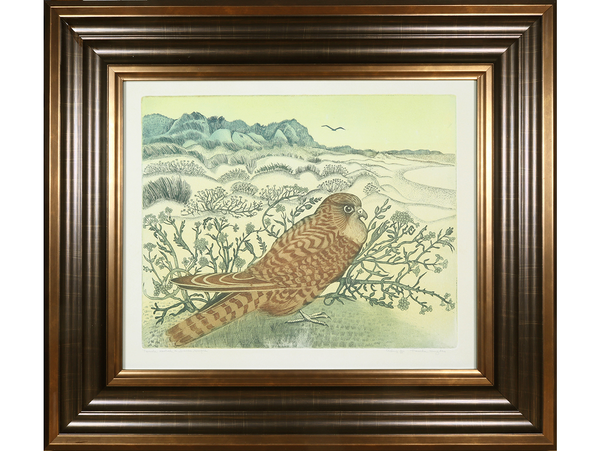 Pamela Hughes, Etching, Female Kestrel on Dunes, Norfolk