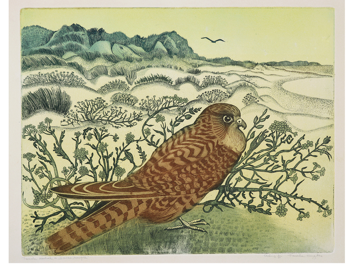 Pamela Hughes, Etching, Female Kestrel on Dunes, Norfolk