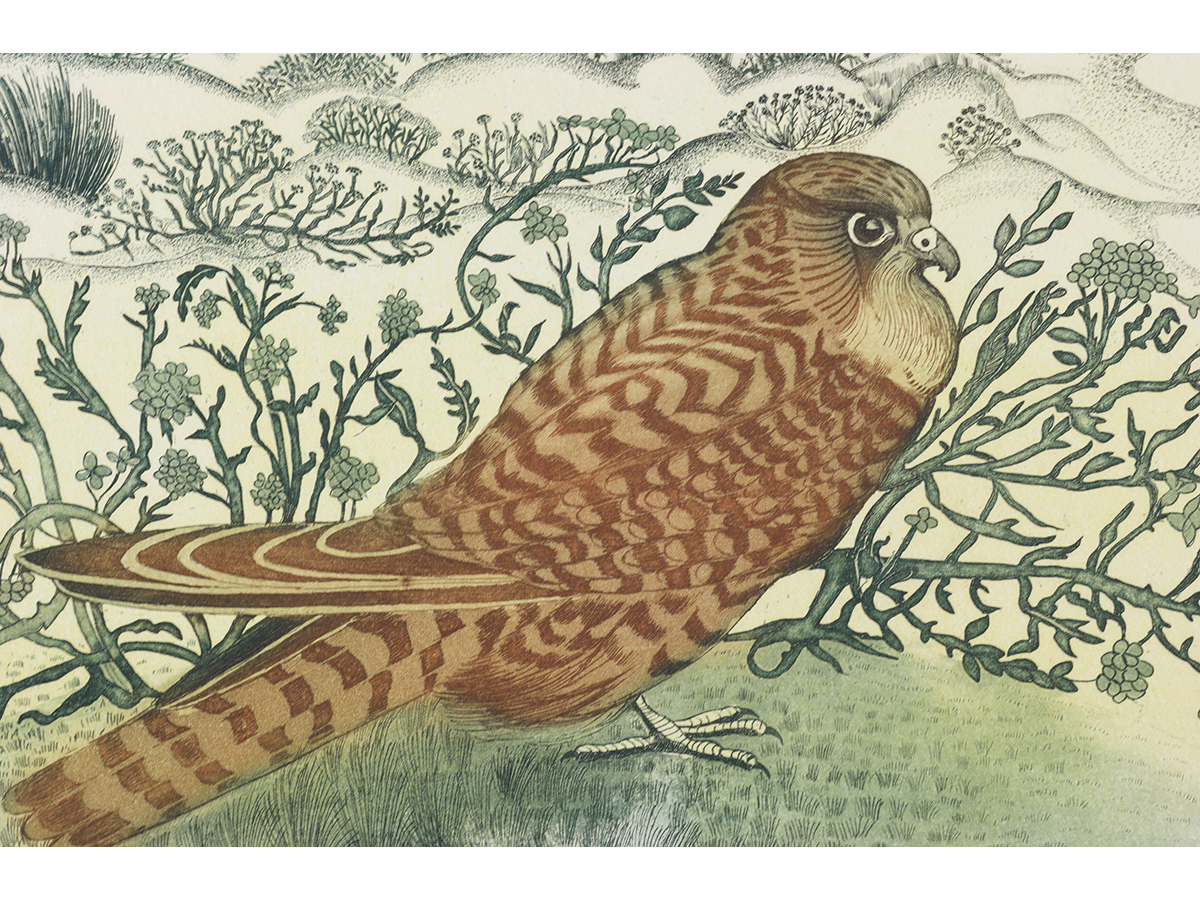 Pamela Hughes, Etching, Female Kestrel on Dunes, Norfolk