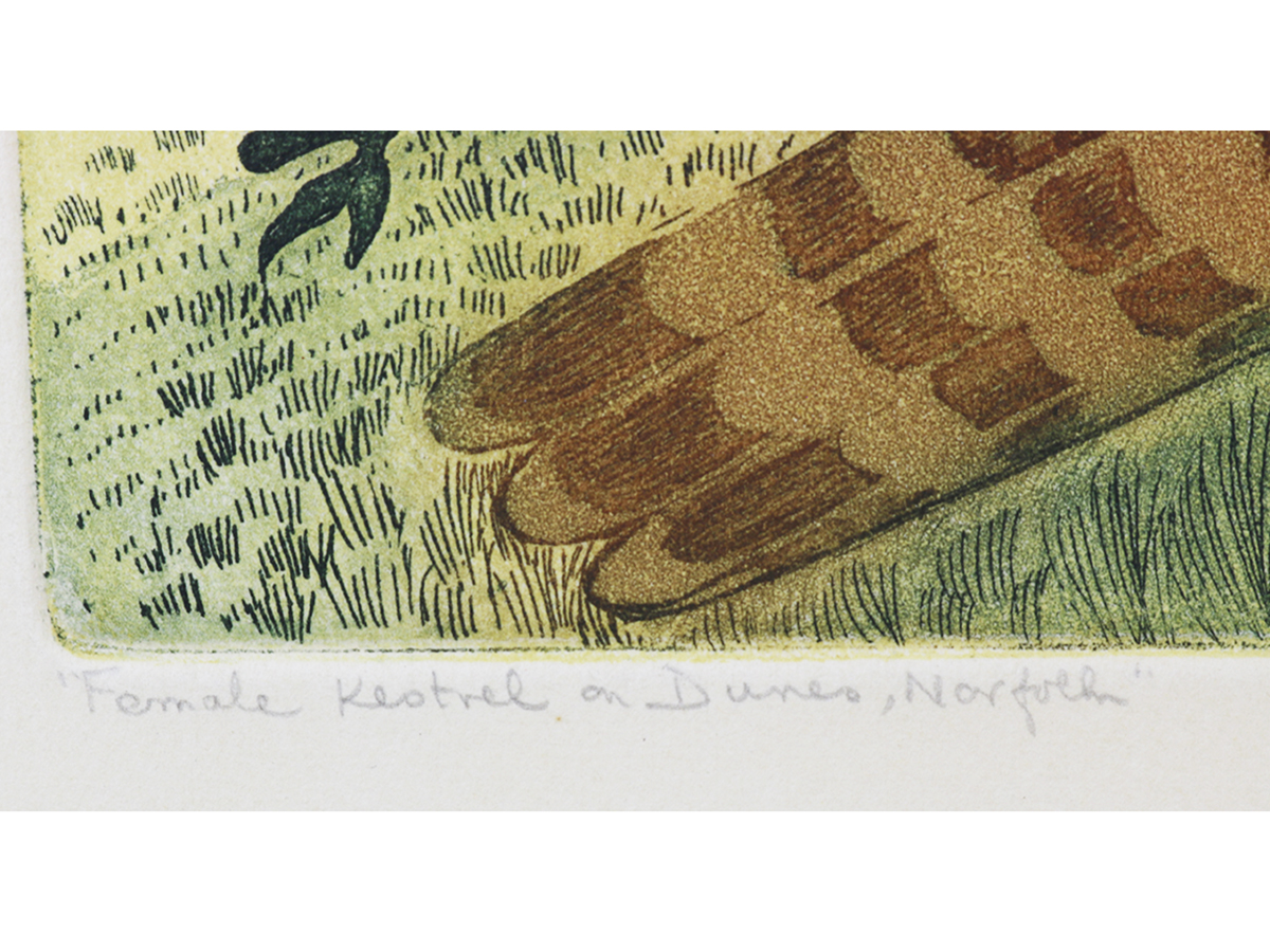 Pamela Hughes, Etching, Female Kestrel on Dunes, Norfolk