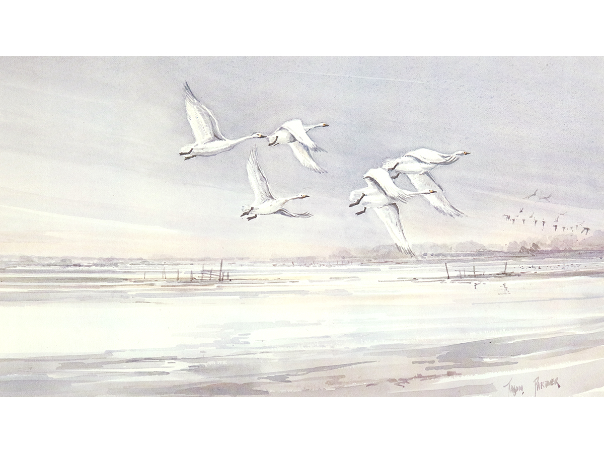 Jason Partner Framed Print, Bewick Swans